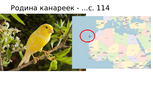 Родина канареек - ...с. 114