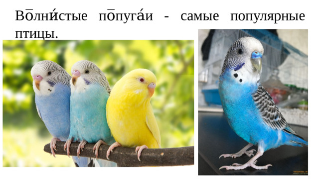 Во̅лни́стые по̅пуга́и - самые популярные птицы.