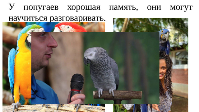 У попугаев хорошая память, они могут научиться разговаривать.