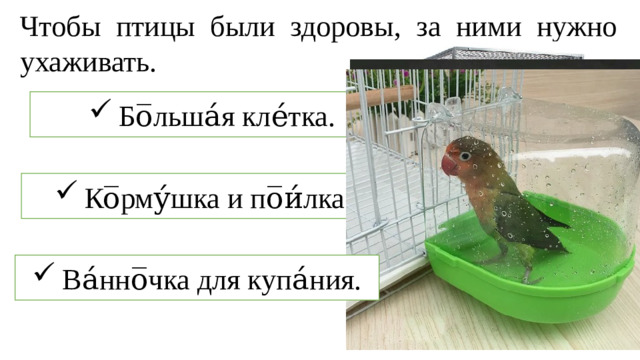 Чтобы птицы были здоровы, за ними нужно ухаживать.