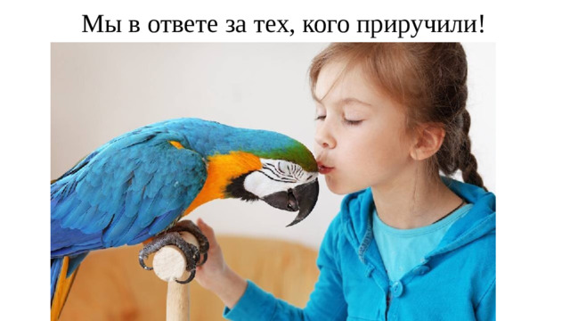 Мы в ответе за тех, кого приручили!