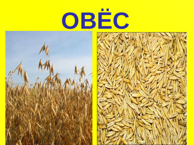 ОВЁС