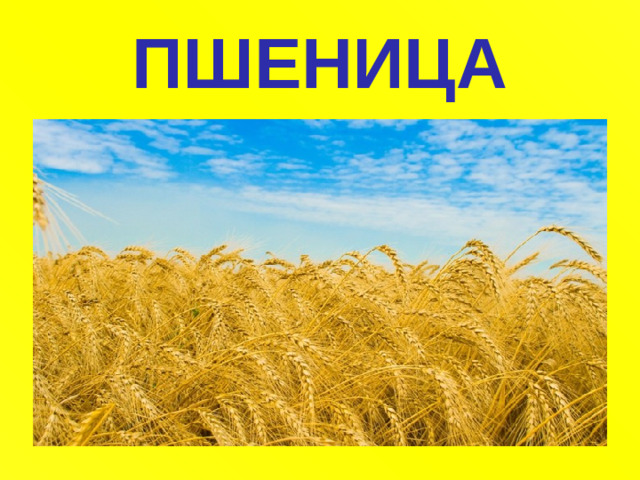 ПШЕНИЦА