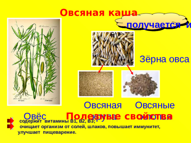 Овсяная каша  получается из зёрен овса Зёрна овса Овсяные Овсяная  хлопья крупа Овёс Полезные свойства  содержит витамины B1, В2, В3;  очищает организм от солей, шлаков, повышает иммунитет,  улучшает пищеварение.