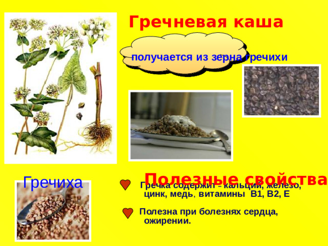 Гречневая каша  получается из зерна гречихи Полезные свойства Гречиха  Гречка содержит – кальций, железо, цинк, медь , витамины В1, В2, Е   Полезна при болезнях сердца, ожирении.