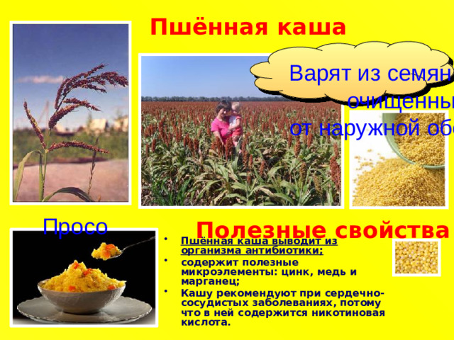 Пшённая каша  Варят из семян проса,  очищенных от наружной оболочки Просо Полезные свойства