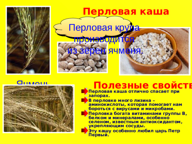 Перловая каша  Перловая крупа производится из зёрен ячменя. Ячмень Полезные свойства Перловая каша отлично спасает при запорах. В перловке много лизина – аминокислоты, которая помогает нам бороться с вирусами и микробами. Перловка богата витаминами группы В, белком и минералами, особенно селеном, известным антиоксидантом, укрепляющим сосуды. Эту кашу особенно любил царь Петр Первый.