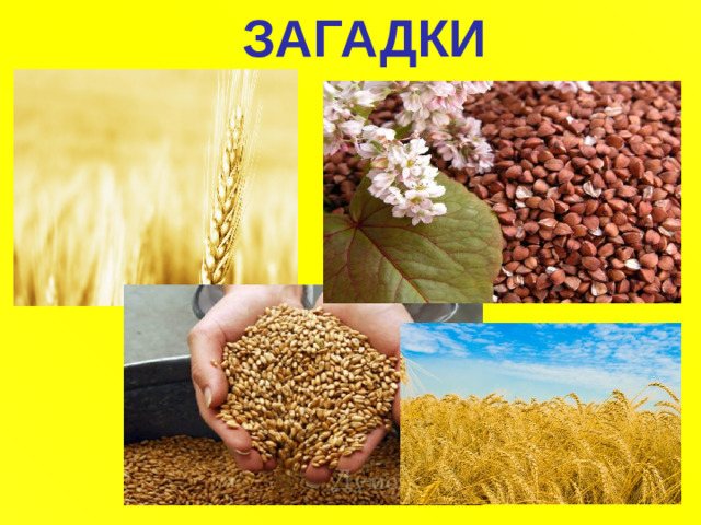 ЗАГАДКИ