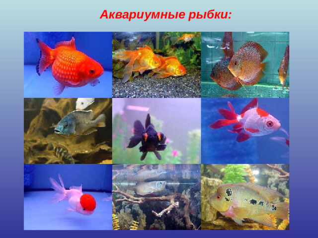 Аквариумные рыбки: »