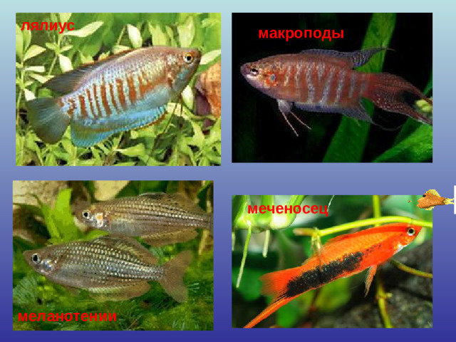 лялиус макроподы меченосец меланотении