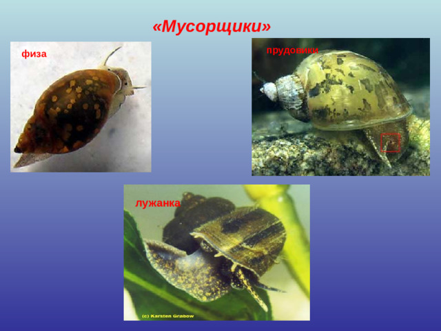 «Мусорщики» прудовики физа лужанка