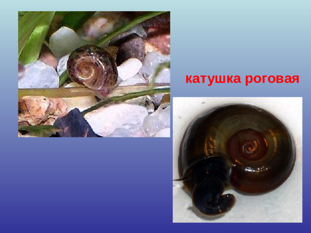 катушка роговая