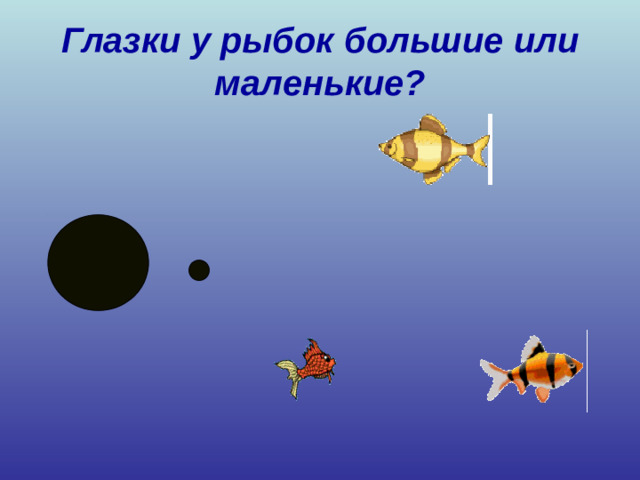 Глазки у рыбок большие или маленькие?