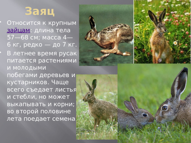Заяц