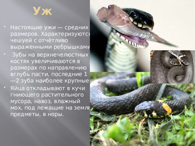 Уж