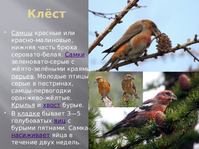 Клёст