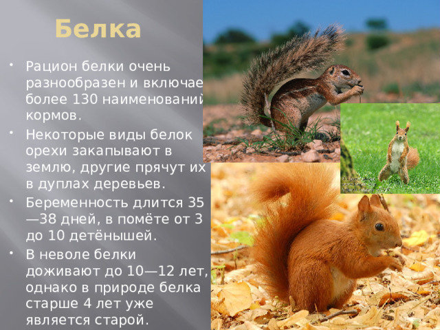Белка
