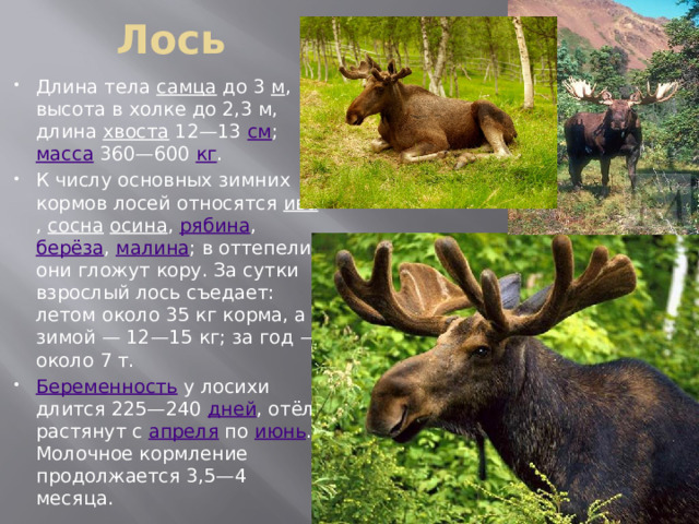 Лось