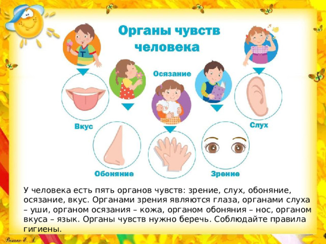 У человека есть пять органов чувств: зрение, слух, обоняние, осязание, вкус. Органами зрения являются глаза, органами слуха – уши, органом осязания – кожа, органом обоняния – нос, органом вкуса – язык. Органы чувств нужно беречь. Соблюдайте правила гигиены.