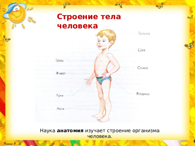 Строение тела человека Наука анатомия изучает строение организма человека.