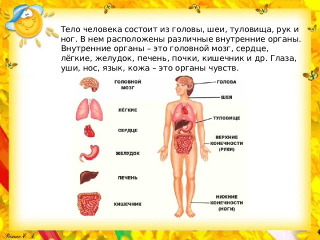 Тело человека состоит из головы, шеи, туловища, рук и ног. В нем расположены различные внутренние органы. Внутренние органы – это головной мозг, сердце, лёгкие, желудок, печень, почки, кишечник и др. Глаза, уши, нос, язык, кожа – это органы чувств.