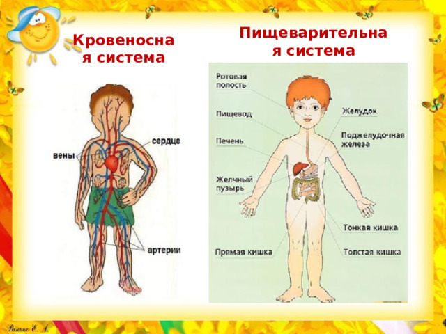 Пищеварительная система Кровеносная система