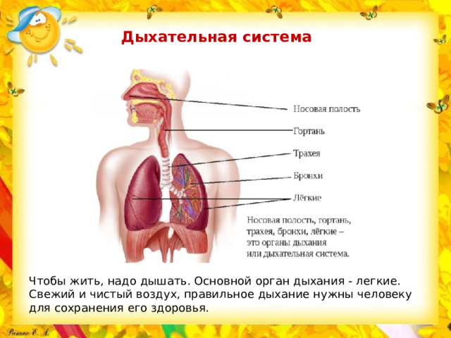 Дыхательная система Чтобы жить, надо дышать. Основной орган дыхания - легкие. Свежий и чистый воздух, правильное дыхание нужны человеку для сохранения его здоровья.