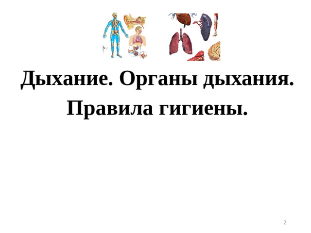 Дыхание. Органы дыхания. Правила гигиены.