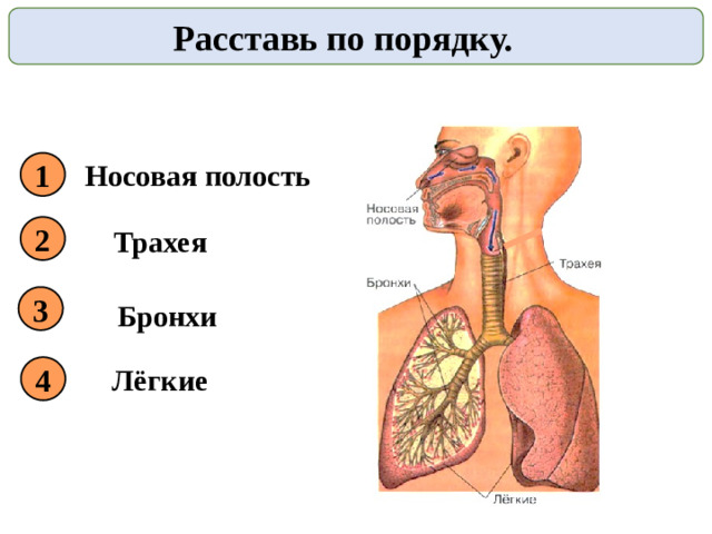 Расставь по порядку. Носовая полость 1 2 Трахея 3 Бронхи Лёгкие 4