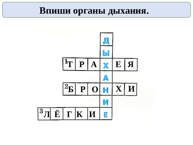 Впиши органы дыхания.  Т Р А  Е Я  Х И  Б Р О  Л Ё Г К И