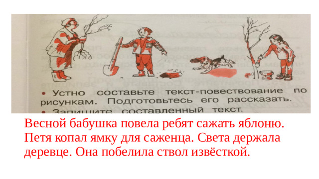 Весной бабушка повела ребят сажать яблоню.  Петя копал ямку для саженца. Света держала деревце. Она побелила ствол извёсткой.