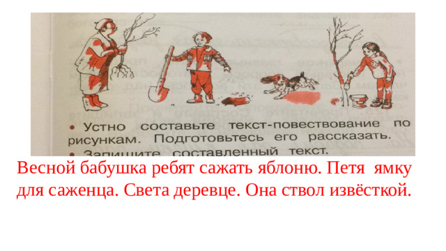 Весной бабушка ребят сажать яблоню. Петя ямку для саженца. Света деревце. Она ствол извёсткой.