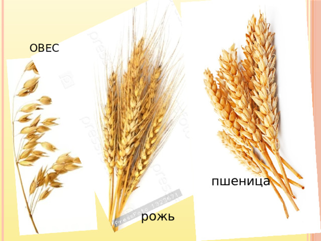 ОВЕС пшеница рожь