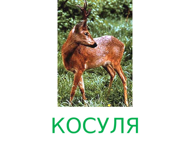 КОСУЛЯ