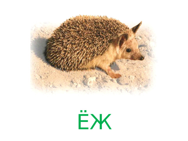 ЁЖ