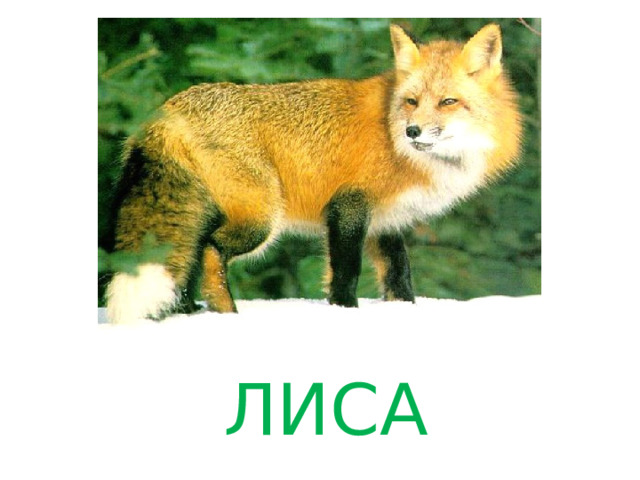 ЛИСА