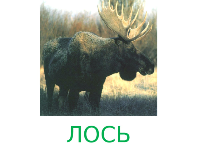 ЛОСЬ