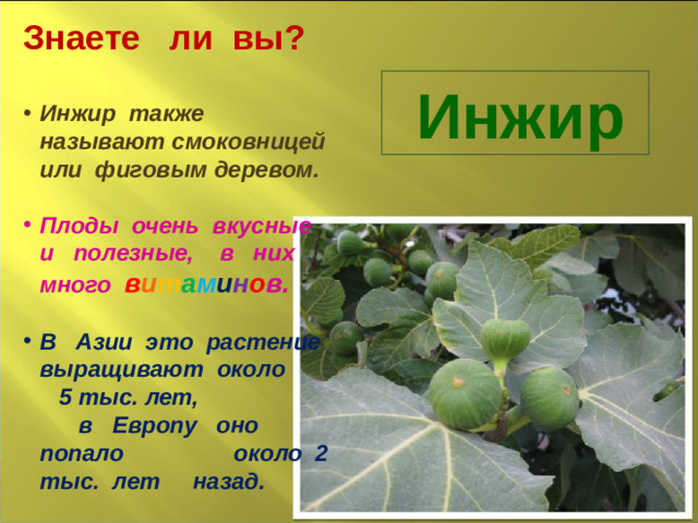 Знаете ли вы?  Инжир также называют смоковницей или фиговым деревом.  Плоды очень вкусные и полезные, в них много в и т а м и н о в.  В Азии это растение выращивают около 5 тыс. лет, в Европу оно попало около 2 тыс. лет назад. Инжир
