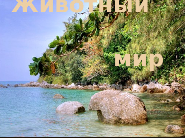 Животный  мир