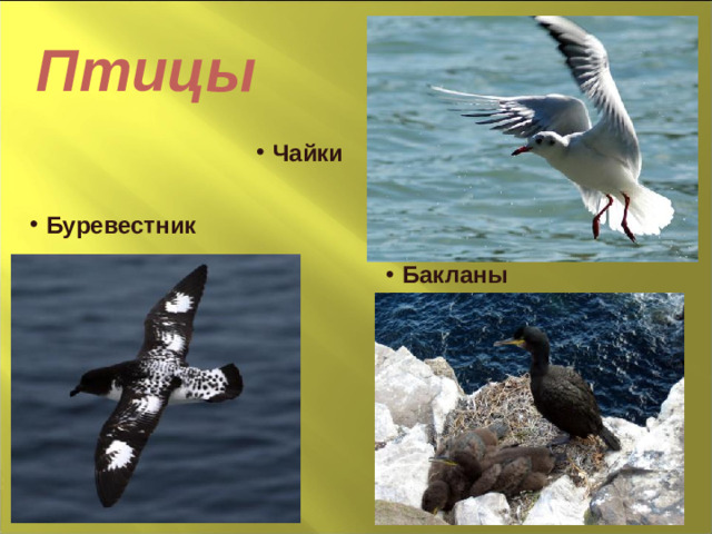 Птицы