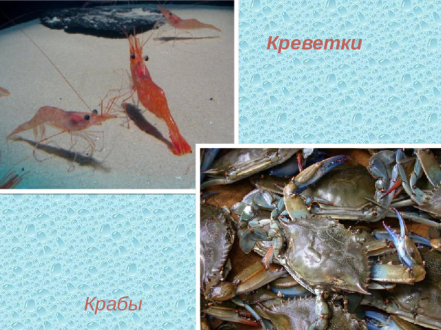 Креветки  Крабы