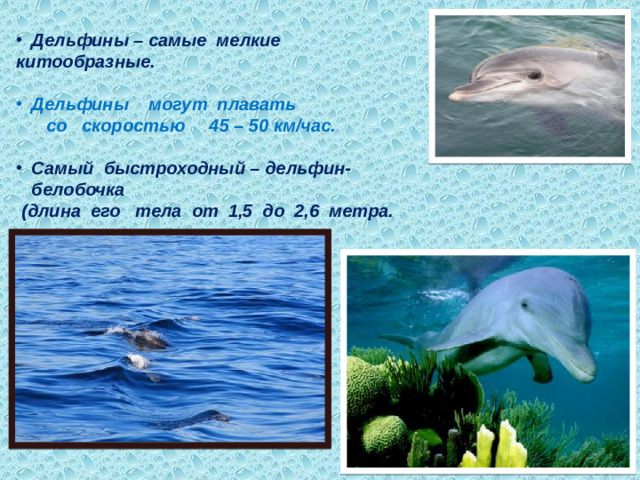 Дельфины – самые мелкие китообразные.  Дельфины могут плавать со скоростью 45 – 50 км/час.  Самый быстроходный – дельфин-белобочка