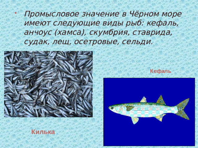 Промысловое значение в Чёрном море имеют следующие виды рыб: кефаль, анчоус (хамса), скумбрия, ставрида, судак, лещ, осетровые, сельди.