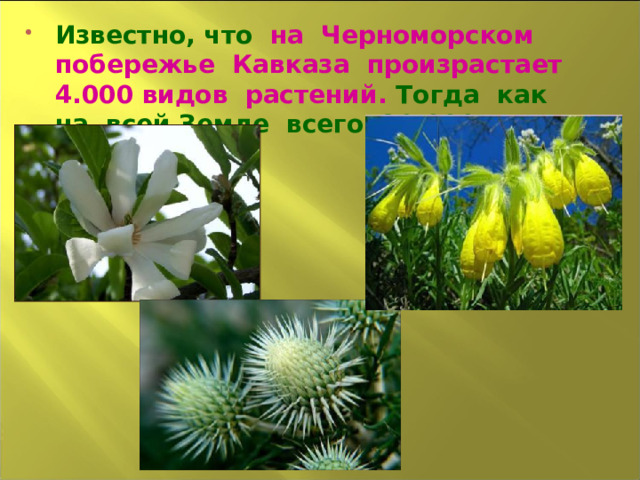 Известно, что на Черноморском побережье Кавказа произрастает 4.000 видов растений. Тогда как на всей Земле всего 20.000 видов.