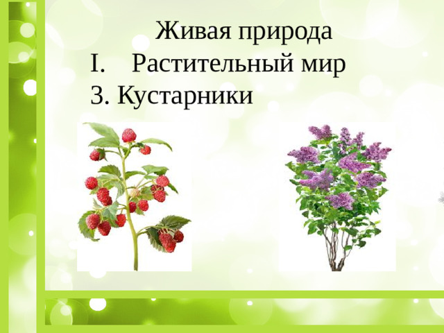 Живая природа Растительный мир 3. Кустарники
