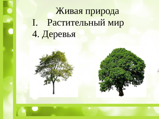 Живая природа Растительный мир 4. Деревья