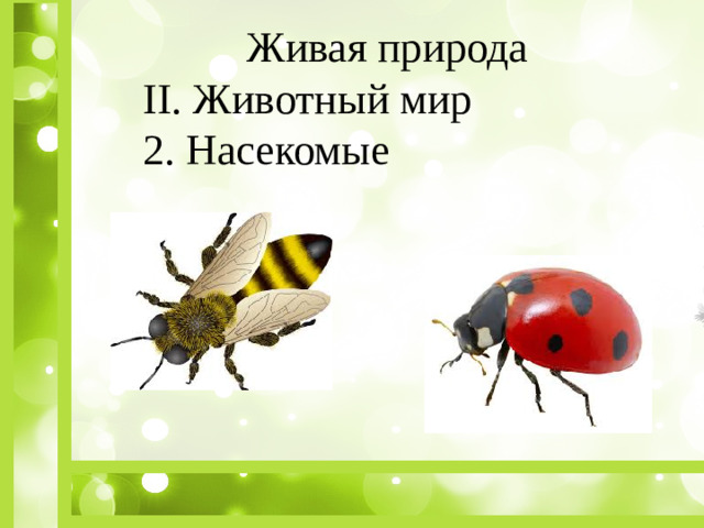 Живая природа II. Животный мир 2. Насекомые