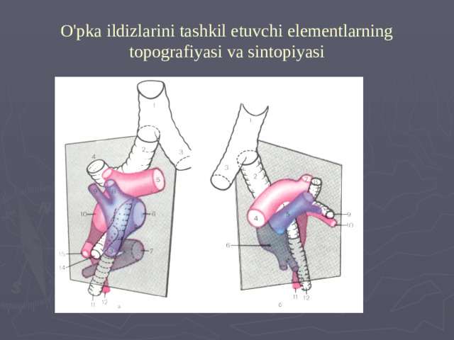 O'pka ildizlarini tashkil etuvchi elementlarning topografiyasi va sintopiyasi