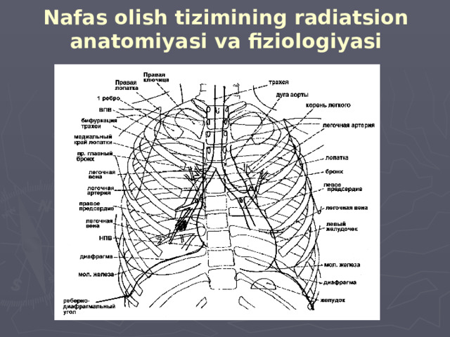 Nafas olish tizimining radiatsion anatomiyasi va fiziologiyasi