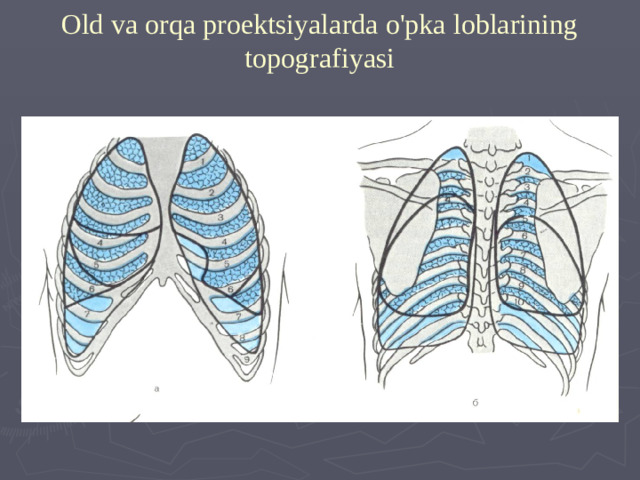 Old va orqa proektsiyalarda o'pka loblarining topografiyasi
